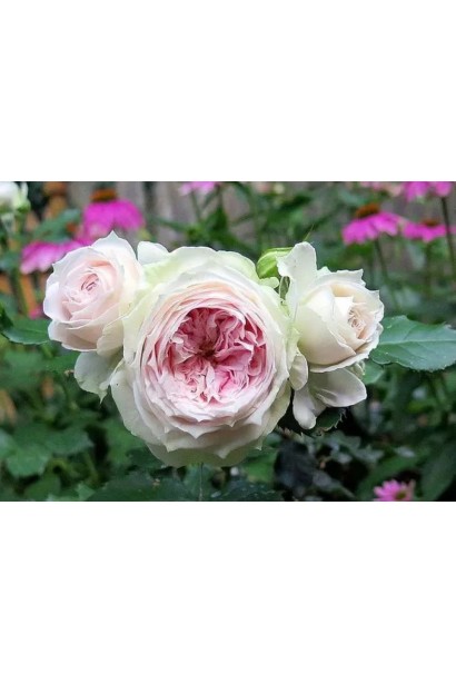 Роза Pompon Veranda – густомахровые цветы.